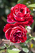 Strauchrose, rot-weiß