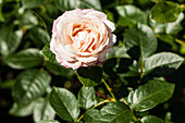 Noble Rose, light pink
