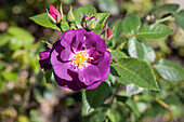Strauchrose, violett