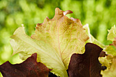 Lactuca sativa var. crispa