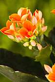 Kalanchoe blossfeldiana, orange