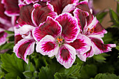 Pelargonium grandiflorum