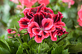 Pelargonium grandiflorum