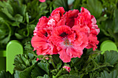 Pelargonium grandiflorum