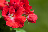 Pelargonium grandiflorum, red