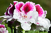 Pelargonium grandiflorum