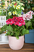 Pelargonium grandiflorum, rot