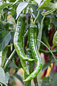 Capsicum annuum var. acuminatum 'Impala F1'