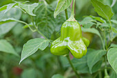 Capsicum baccatum Mad Hatter