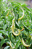 Capsicum annuum var. longum