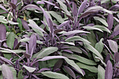 Salvia officinalis 'Icterina'