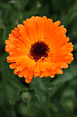 Calendula officinalis