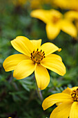 Bidens ferulifolia 2Teeth® 'Early Star'