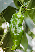 Capsicum annuum, grün