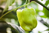 Capsicum annuum 'Kobold