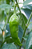 Capsicum annuum var. longum