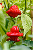 Capsicum baccatum