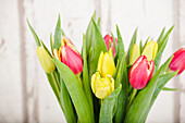 Tulipa