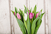 Tulipa