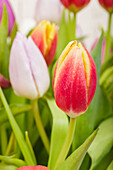 Tulipa