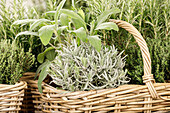 Salvia, Lavandula, Thymus
