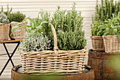 Herb basket