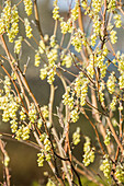 Corylopsis sinensis