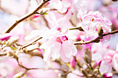 Magnolia x loebneri 'Leonard Messel