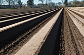 Asparagus field