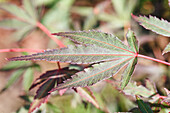 Acer palmatum 'Shaina'