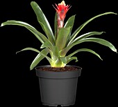 Guzmania 'Hope'