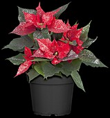 Euphorbia pulcherrima, red