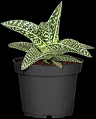 Aloe variegata 'Magic'