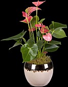 Anthurium x andreanum, rosa