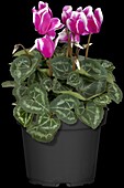 Cyclamen persicum Fantasia®