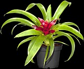 Guzmania, rot