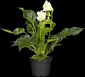 Anthurium x andreanum, white