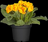 Primula vulgaris, gelb