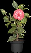 Camellia japonica Eugenia de Montijo