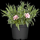 Dianthus 'Colores