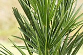 Chamaerops humilis