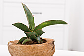 Sansevieria