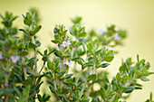 Thymus vulgaris 'Fredo'