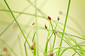 Schnittlauch, Allium schoenoprasum