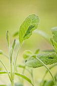 Salvia officinalis