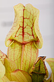 Sarracenia