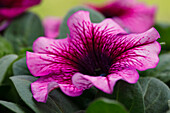 Petunia grandiflora