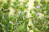 Thymus vulgaris 'Fredo'