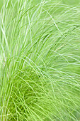 Stipa tenuissima Ponytails