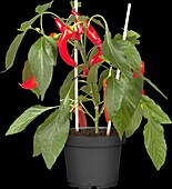 Capsicum annuum 'Pick a Hot® Pep Red Chile Pepper'